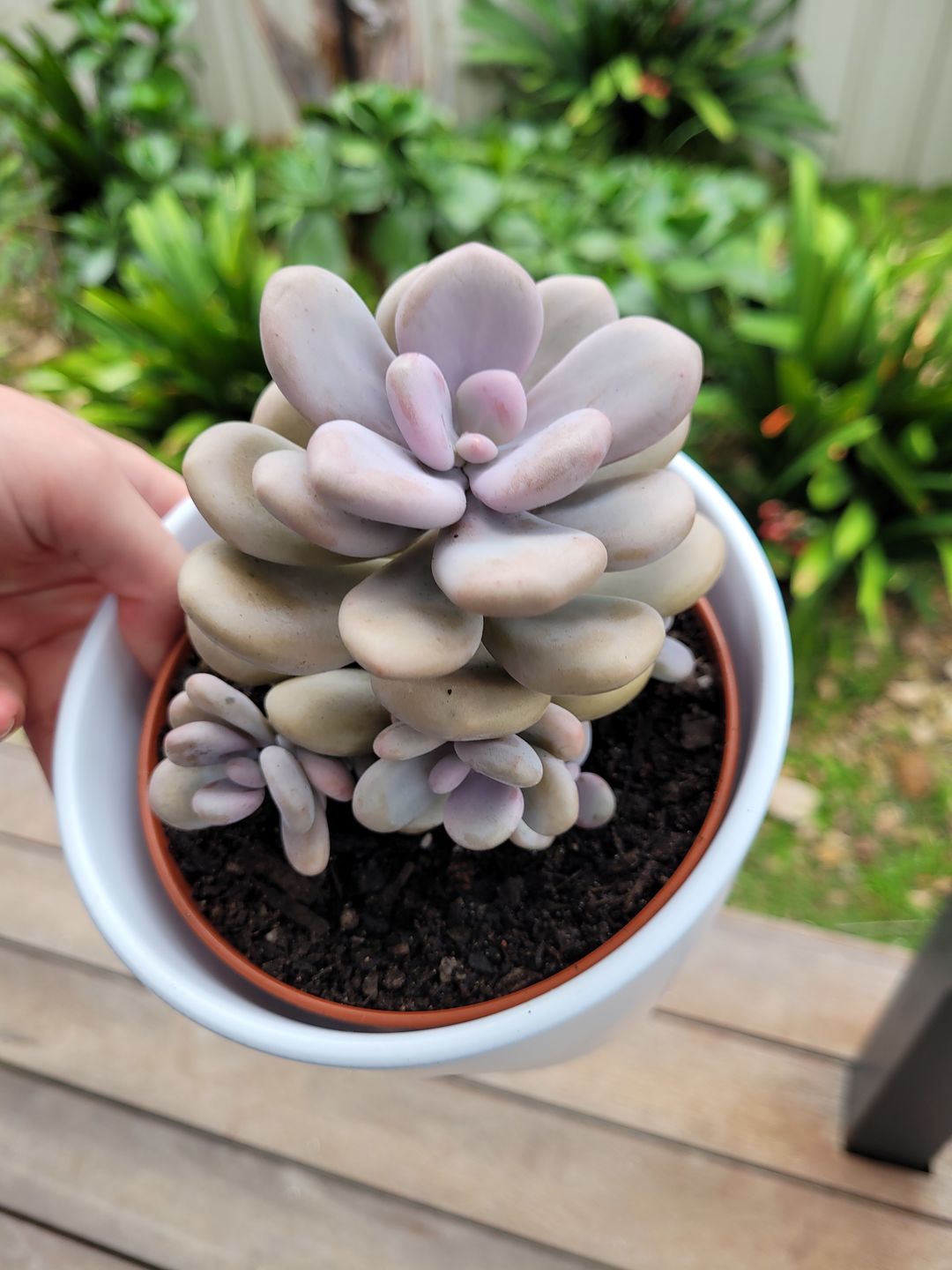Customer photo review of Graptopetalum amethystinum - Lavender Pebbles