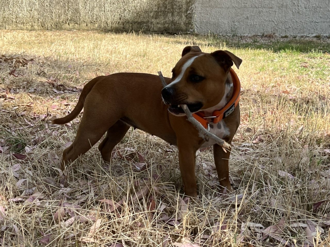 Customer photo review of 5cm RR Collar | Soft Padded & Reflective | Series 2 - Orange
