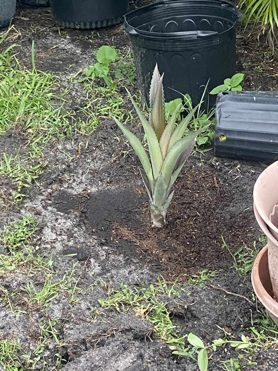 Customer photo review of Red Pineapple Plant