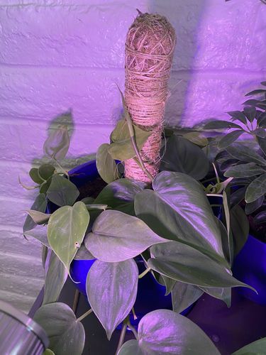 Customer photo of The Original Bendable Moss Pole™ - Best Seller (Pins Included) from Nick A.
