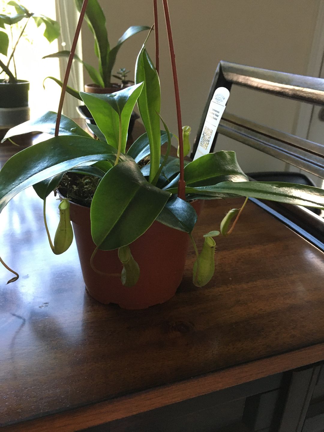 Customer photo review of 5" Carnivorous Nepenthes 'Alata' Hanging Basket