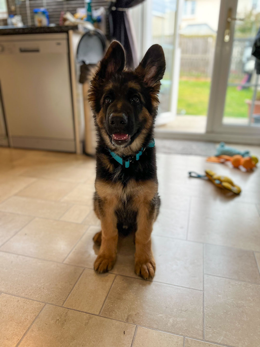 Customer photo review of 2.5cm Combat® Collar | With Handle & Rated Clip - Light Blue v2.0
