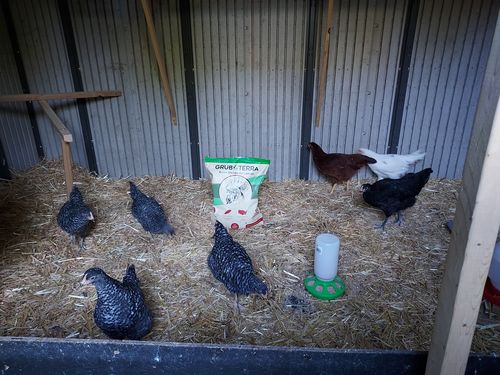 Customer photo review of GrubTerra Dried Larvae