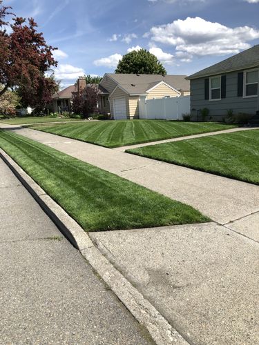 Customer photo review of GCI Turf Spreader Elite Grass Seed