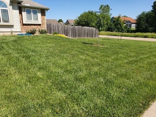 Customer photo review of Protene Performance Summer Fertilizer
