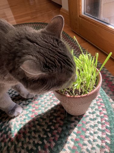 Customer photo review of Cat Grass Seeds Bulk