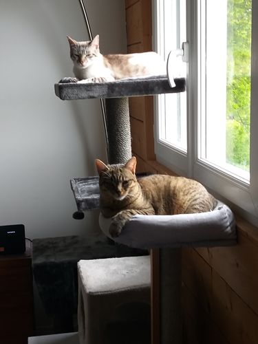 Avis photo d'un client sur Croquettes Chat Stérilisé Sans Céréales - Poulet