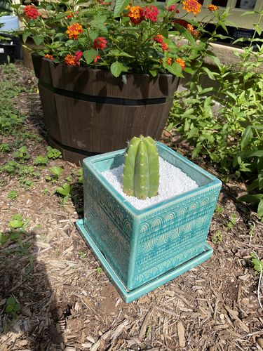 Customer photo review of San Pedro Cactus | Echinopsis pachanoi