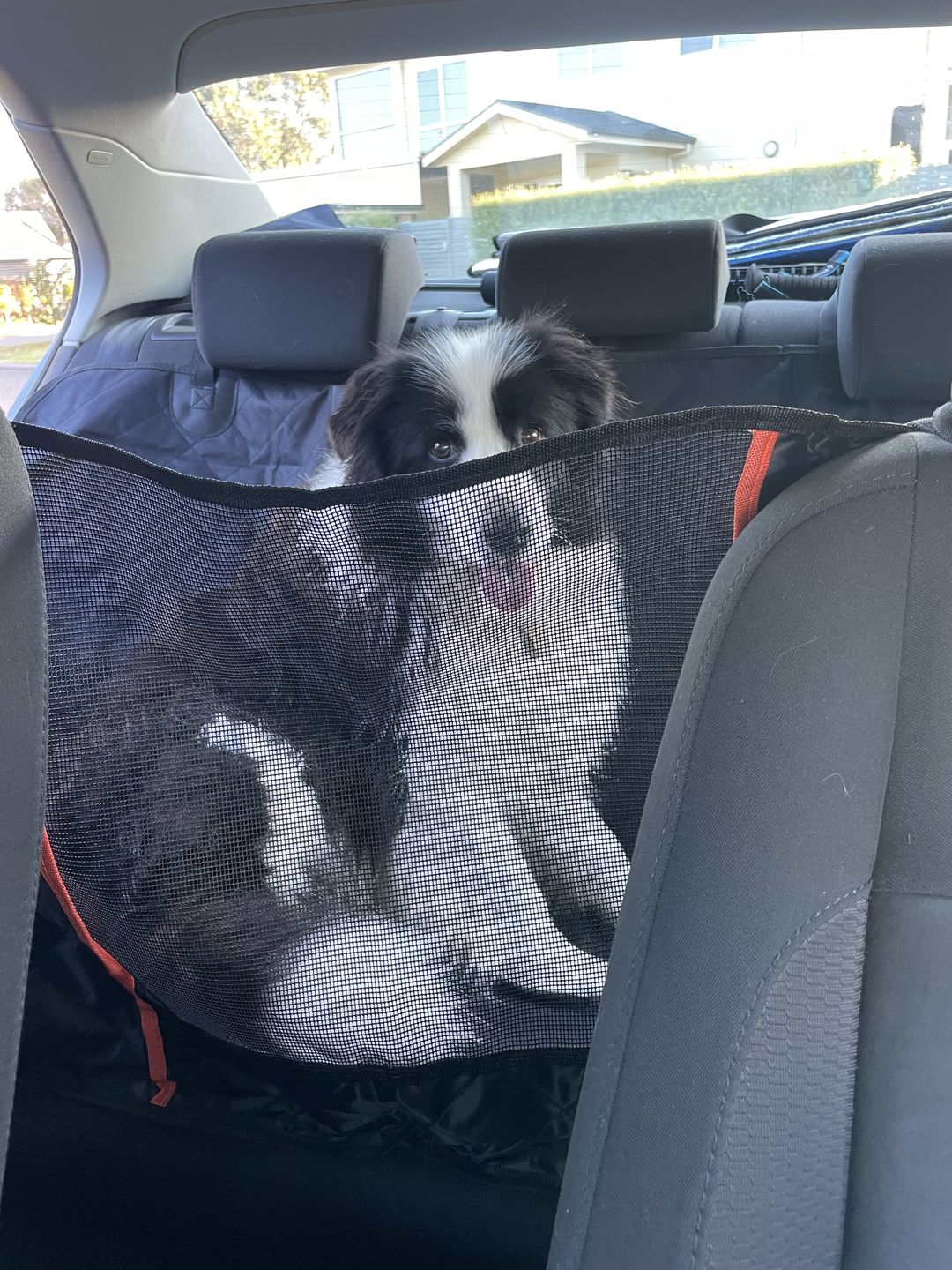 Customer photo review of Waterproof Pet Car Seat Cover With Mesh Window + Free Buckle Leash
