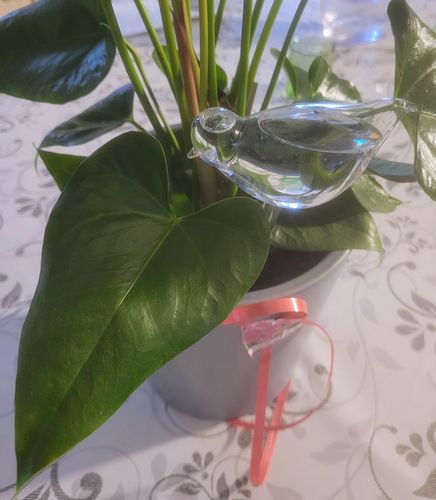 Customer photo review of Mon petit oiseau - Le Jardin de Mamie®