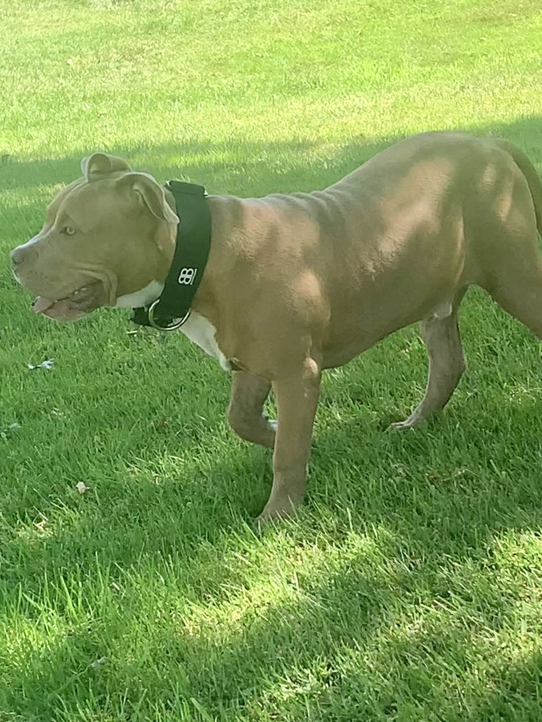Customer photo review of 5cm Combat® Collar | Rated Clip - NO HANDLE - Black v2.0