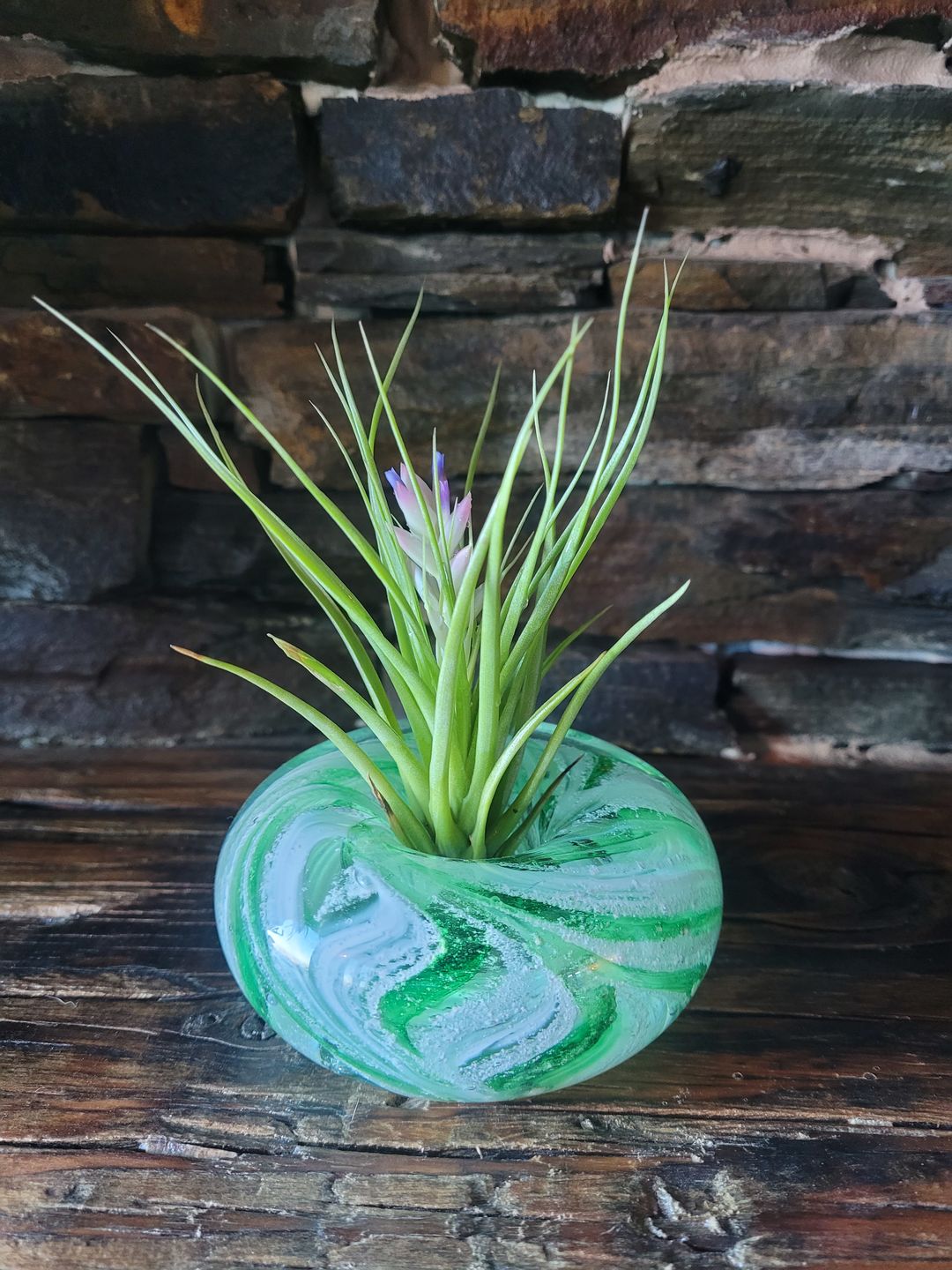 Customer photo review of Medium Air Plant Planter with Cremation Ashes