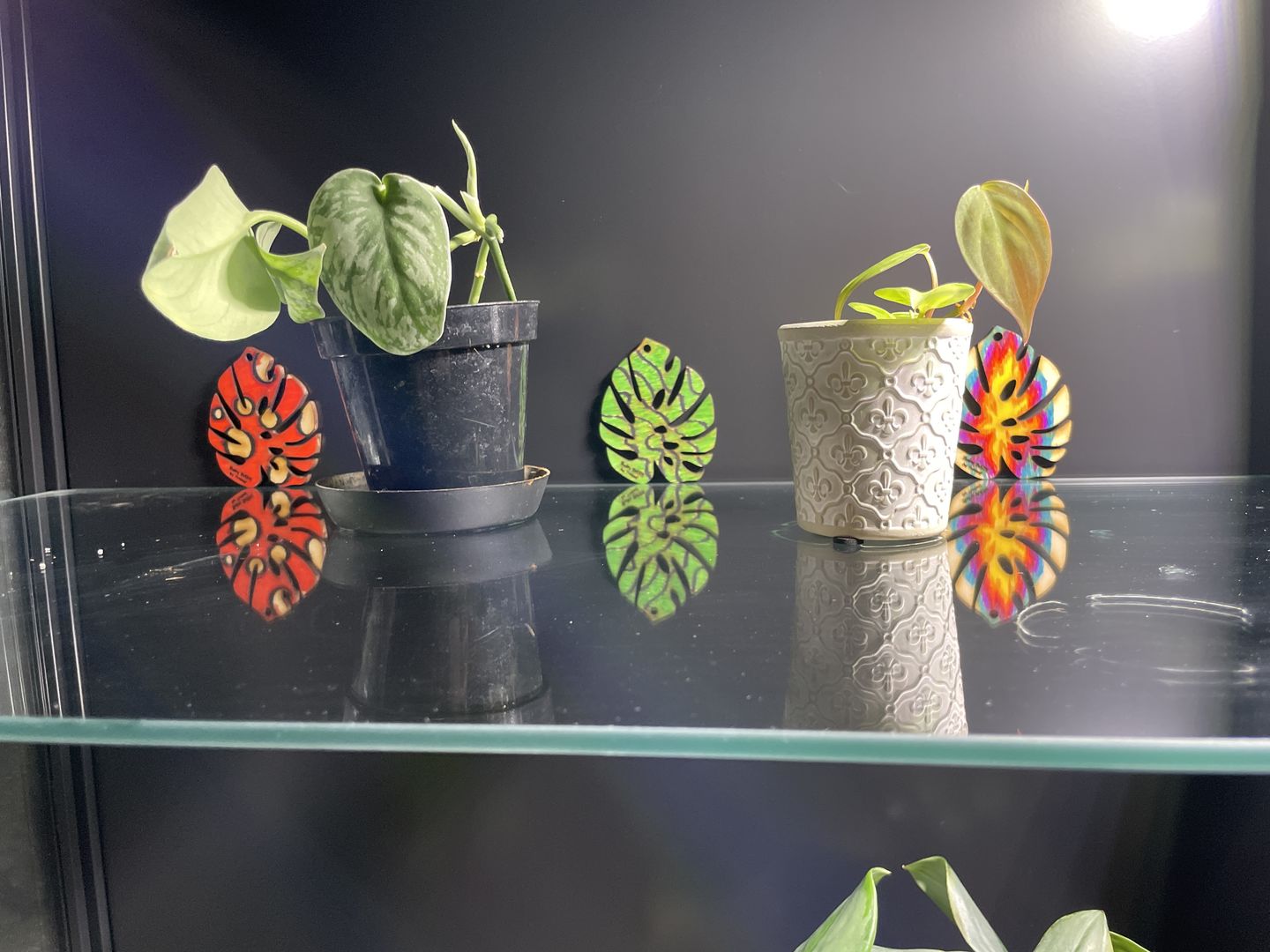 Customer photo review of BARE™ Palmella™ - Customizable wooden plant support - Inspired by the Palm leaf