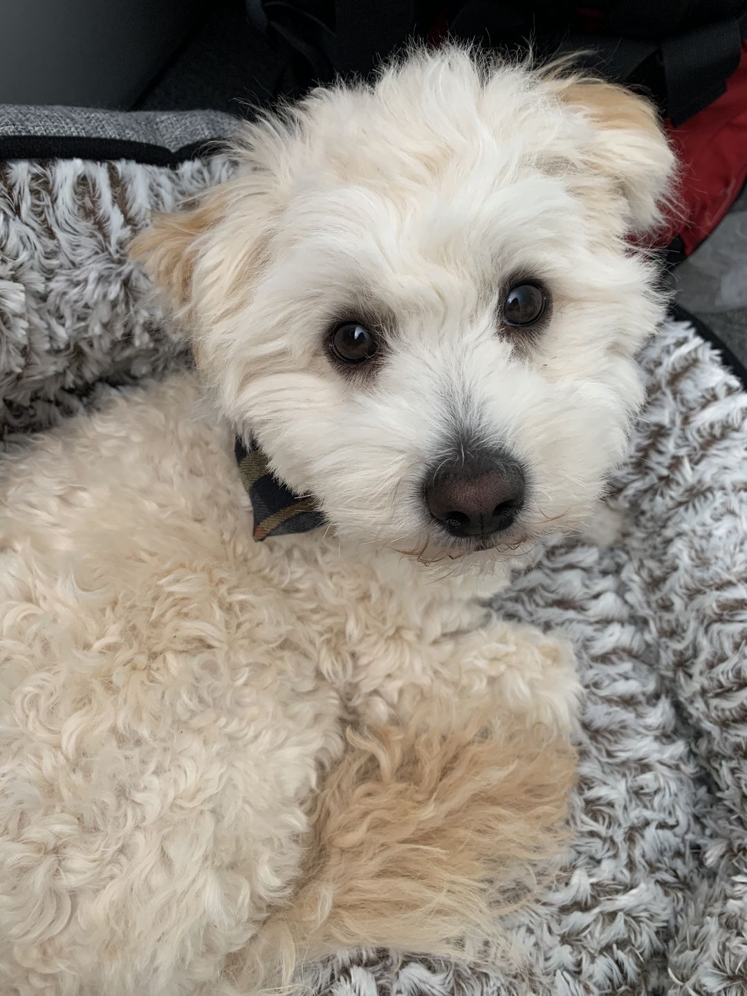 Customer photo review of Dog Hair Clippers