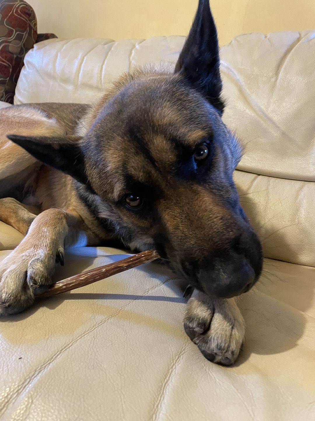 Customer photo review of 6 Inch Gullet Sticks For Dogs