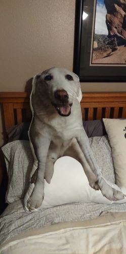 Customer photo review of Create A Custom Dog Pillow