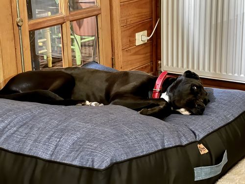 Customer photo review of Cama Para Perro Modelo Origen Kuapets Azul Jeans - Negro