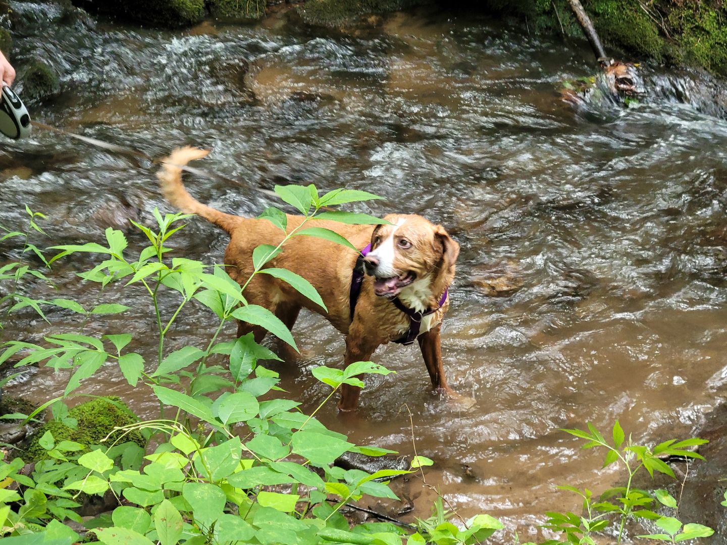 Customer photo review of Pet Health+™