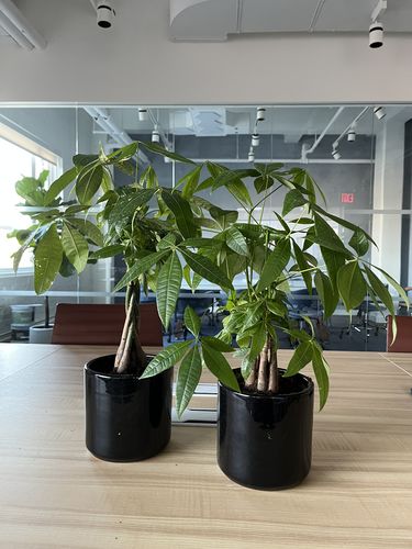 Customer photo review of Cylinder Planter