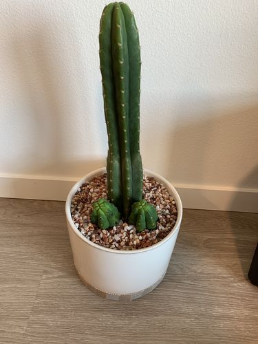 Customer photo review of San Pedro Cactus | Echinopsis pachanoi