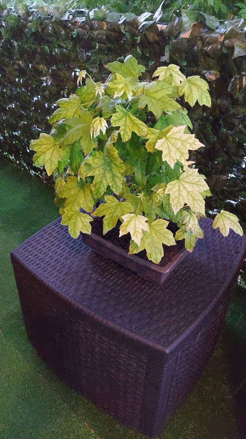 Customer photo review of NANOTEK CB® (DNA BONSAI 2.0)