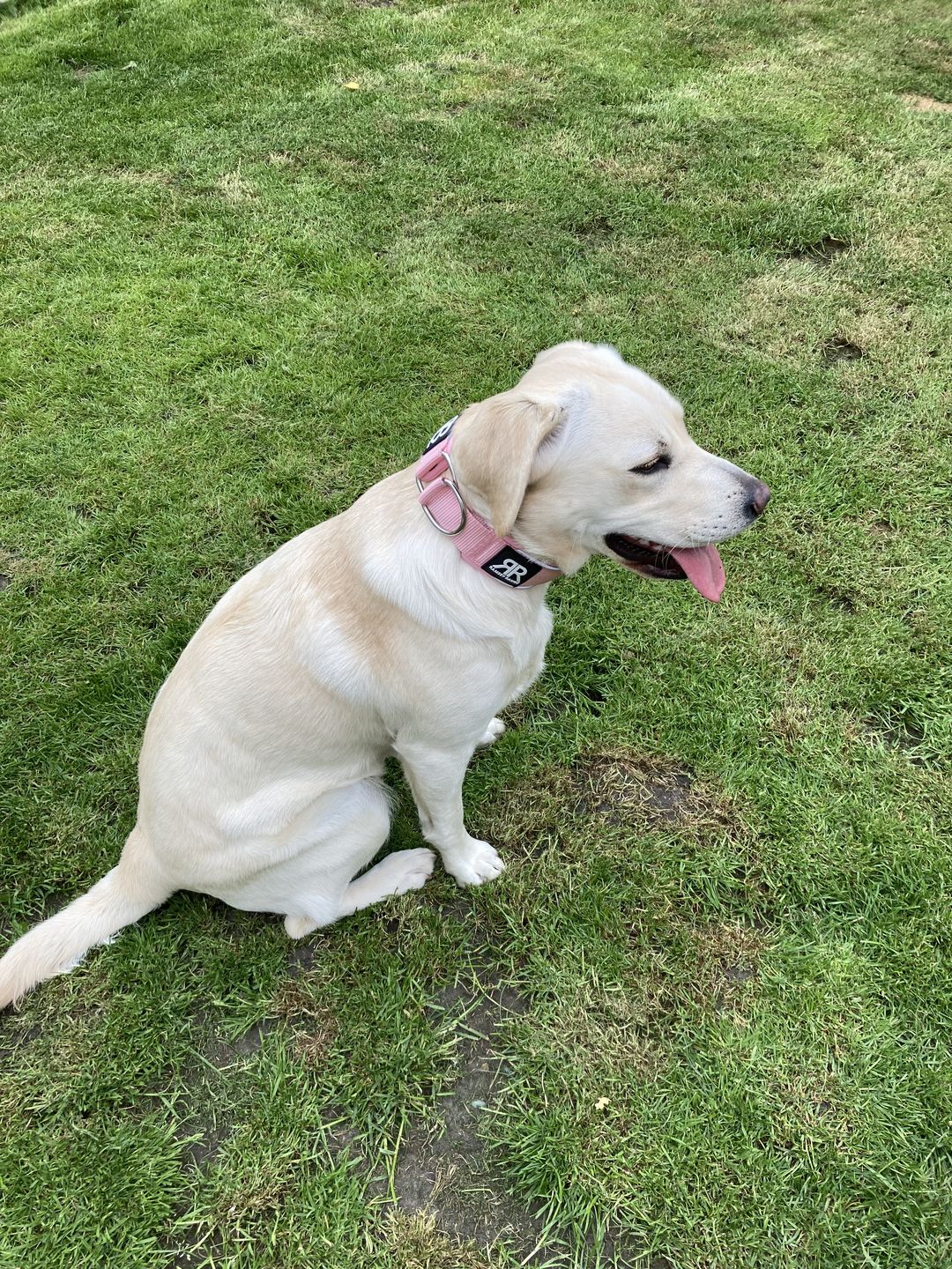 Customer photo review of 5cm RR Collar | Soft Padded & Reflective | Series 2 - Pink