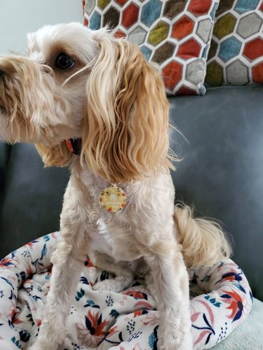 Customer photo review of Purple