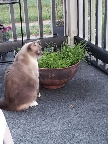 Customer photo review of 4 Cat Grass Seed Pack