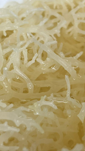 Customer photo review of Raw St Lucia Gold Sea Moss