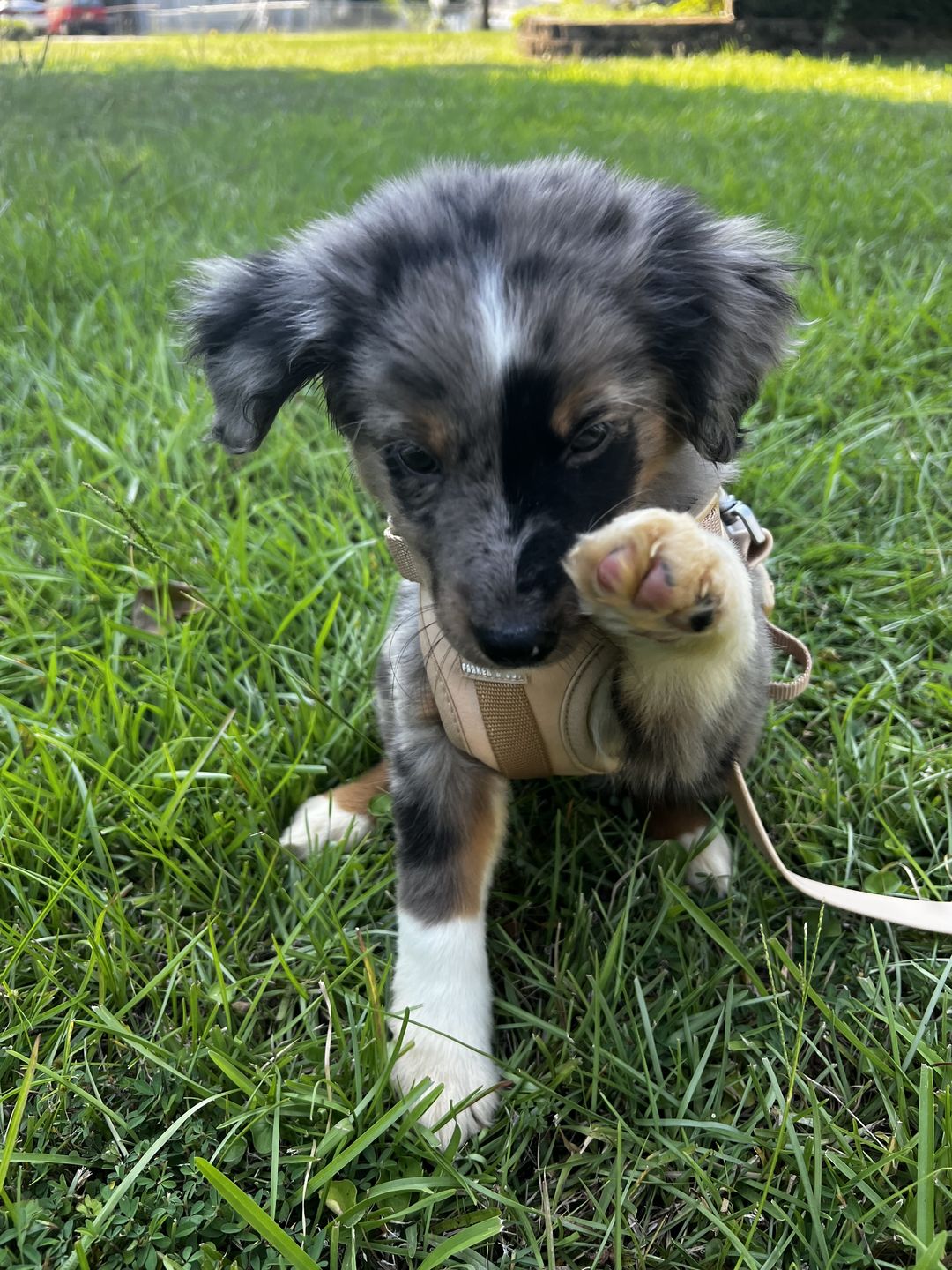 Customer photo review of The Solace Weatherproof Leash