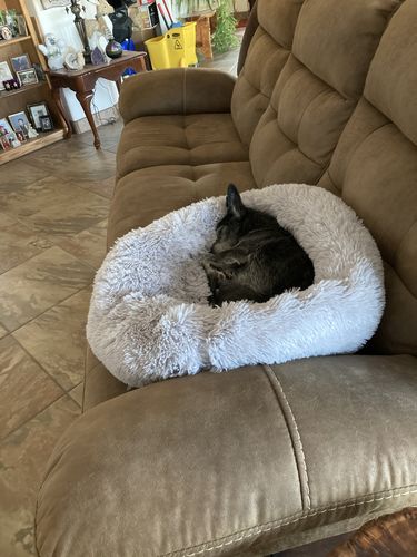 Customer photo review of Comfy Pet Bed Calming High Stretch Soft Faux Fur for Dogs Cats