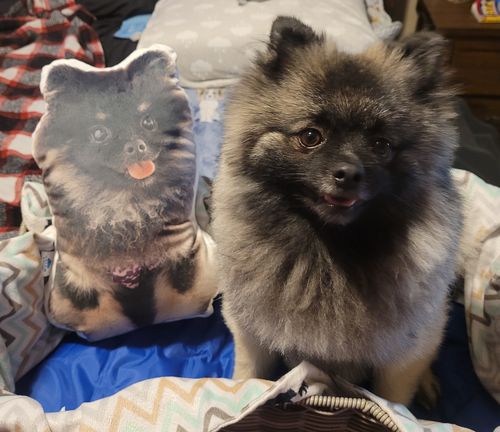 Customer photo review of Create A Custom Dog Pillow