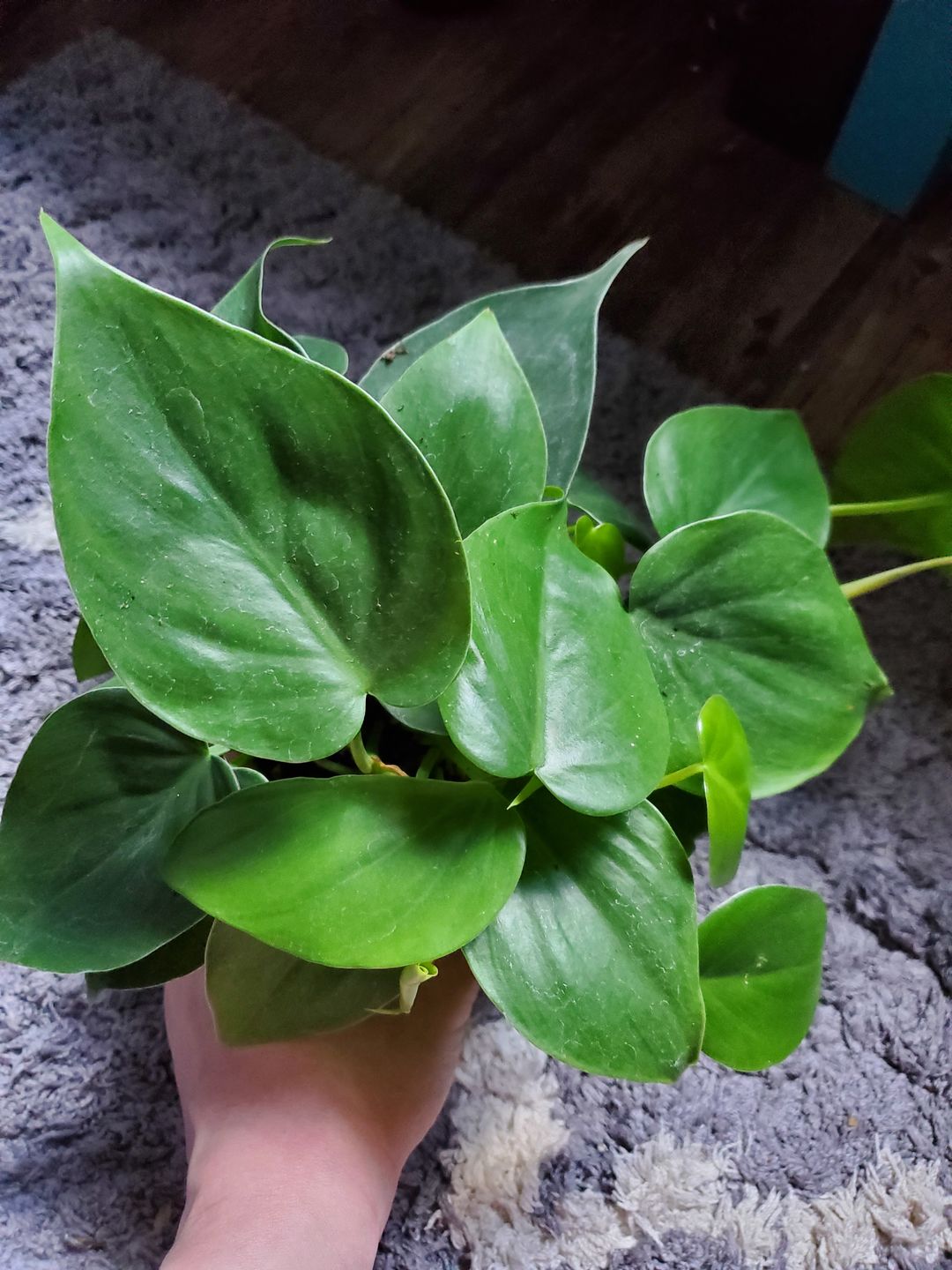 Customer photo review of 4" Philodendron hederaceum
