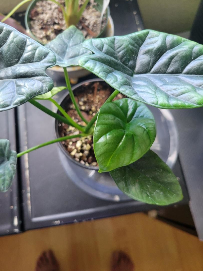 Customer photo review of 4" Alocasia sinuata