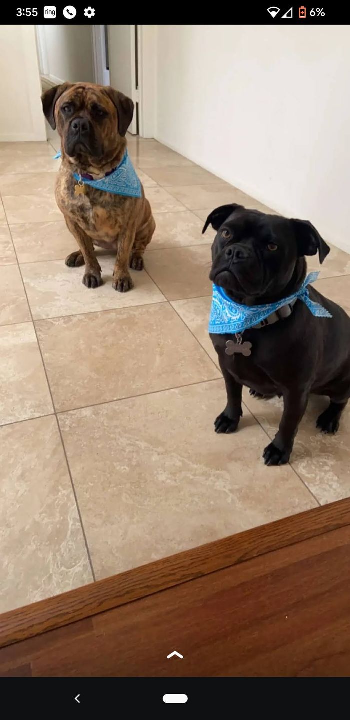Customer photo review of Dog and Cat Salmon Fish Ball Treats