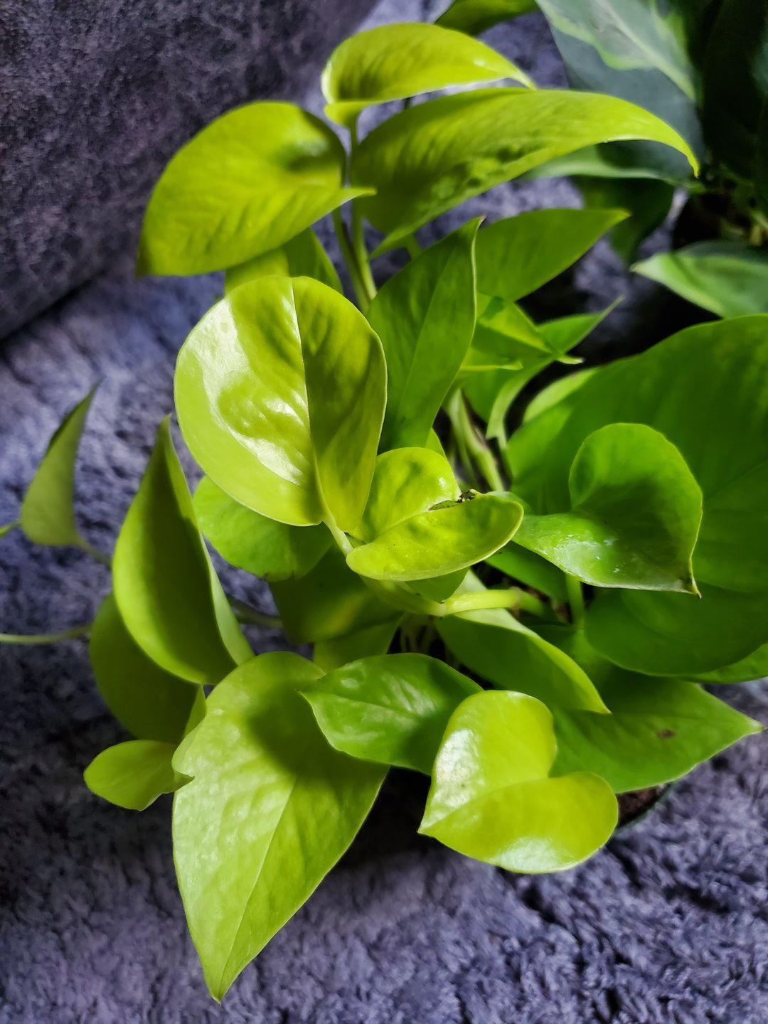 Customer photo review of 4" Pothos Epipremnum aureum 'Neon'