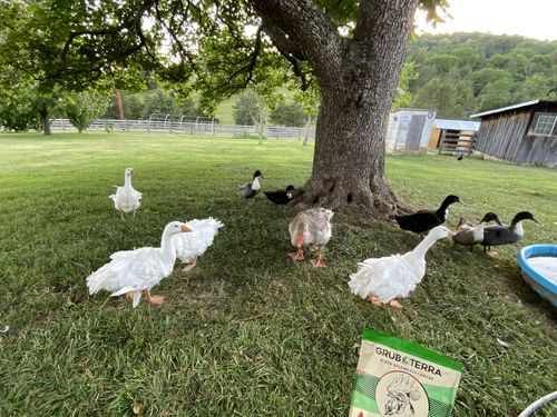 Customer photo review of GrubTerra Dried Black Soldier Fly Larvae