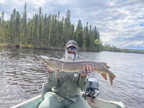 Customer photo review of Headbanger FireTail 7"