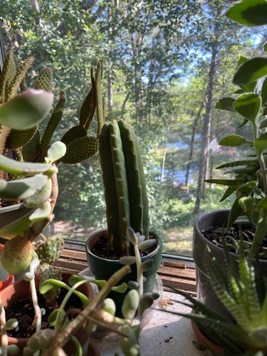 Customer photo review of San Pedro Cactus | Small | Echinopsis pachanoi