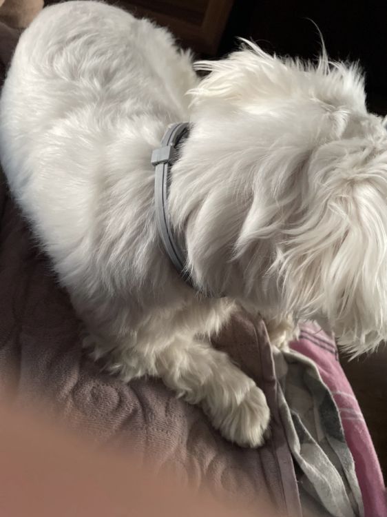 Customer photo review of Emmalove - Floh- und Zeckenhalsband