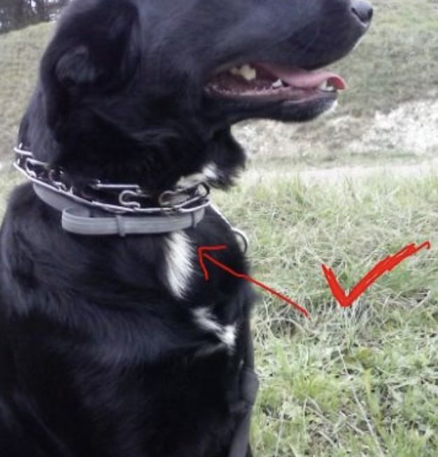 Customer photo review of Emmalove - Floh- und Zeckenhalsband