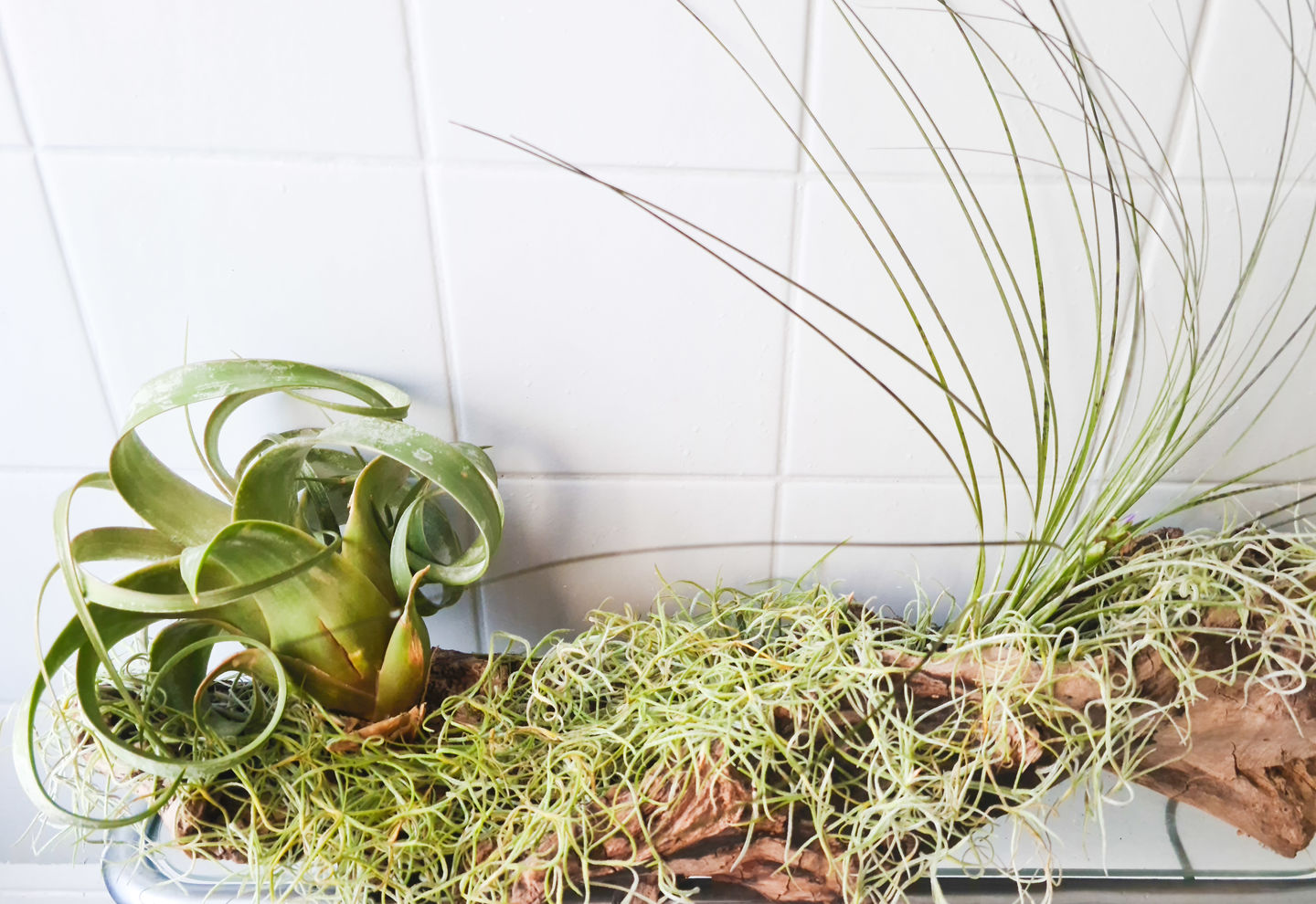 Customer photo review of Tillandsia xerographica