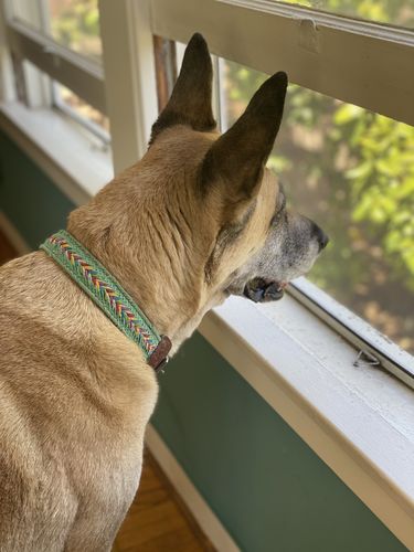 Customer photo review of Kayak to the Moon Dog Collar