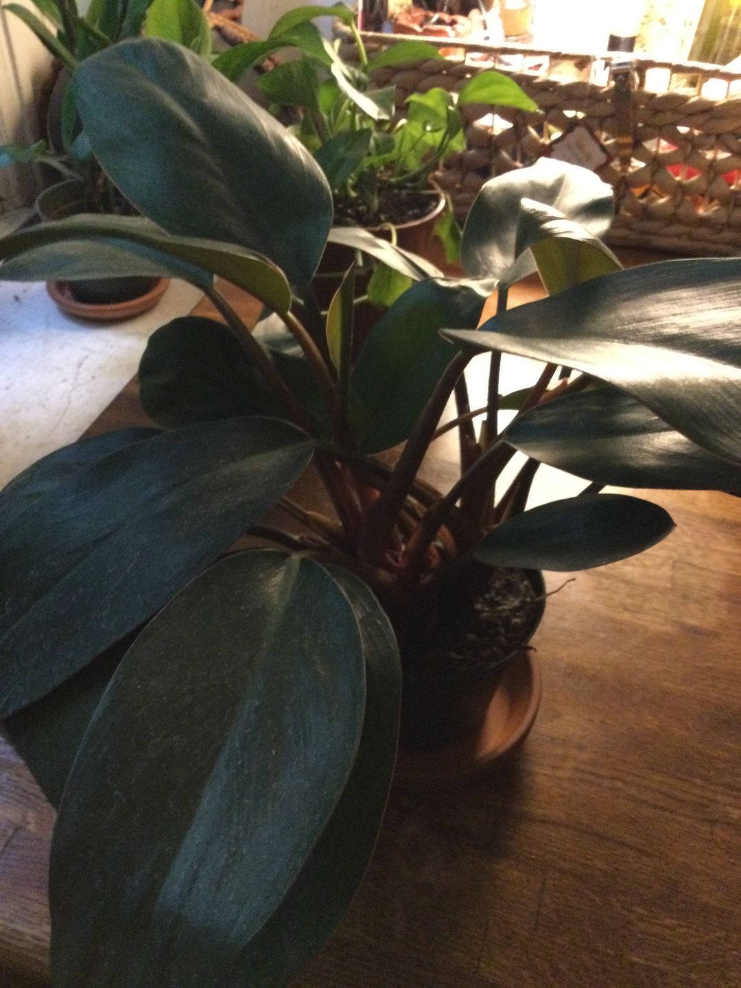 Customer photo review of 4" Philodendron 'Red Congo Mini'