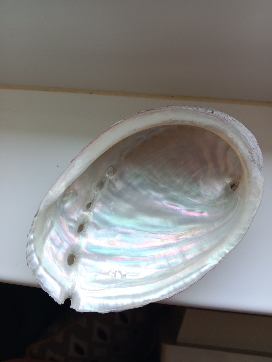 Customer photo review of Abalone naturel (Ormeau)