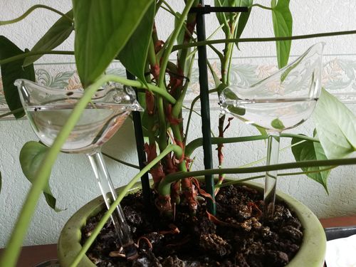 Customer photo review of Mon petit oiseau - Le Jardin de Mamie®