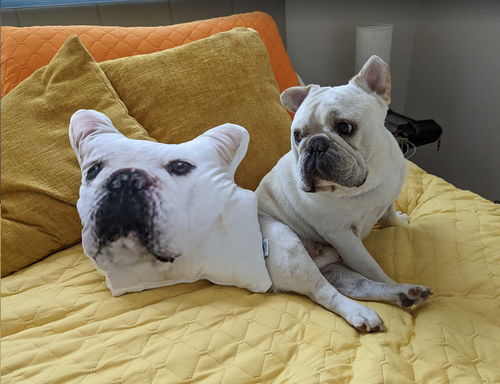 Customer photo review of Create A Custom Dog Pillow