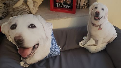 Customer photo review of Create A Custom Dog Pillow