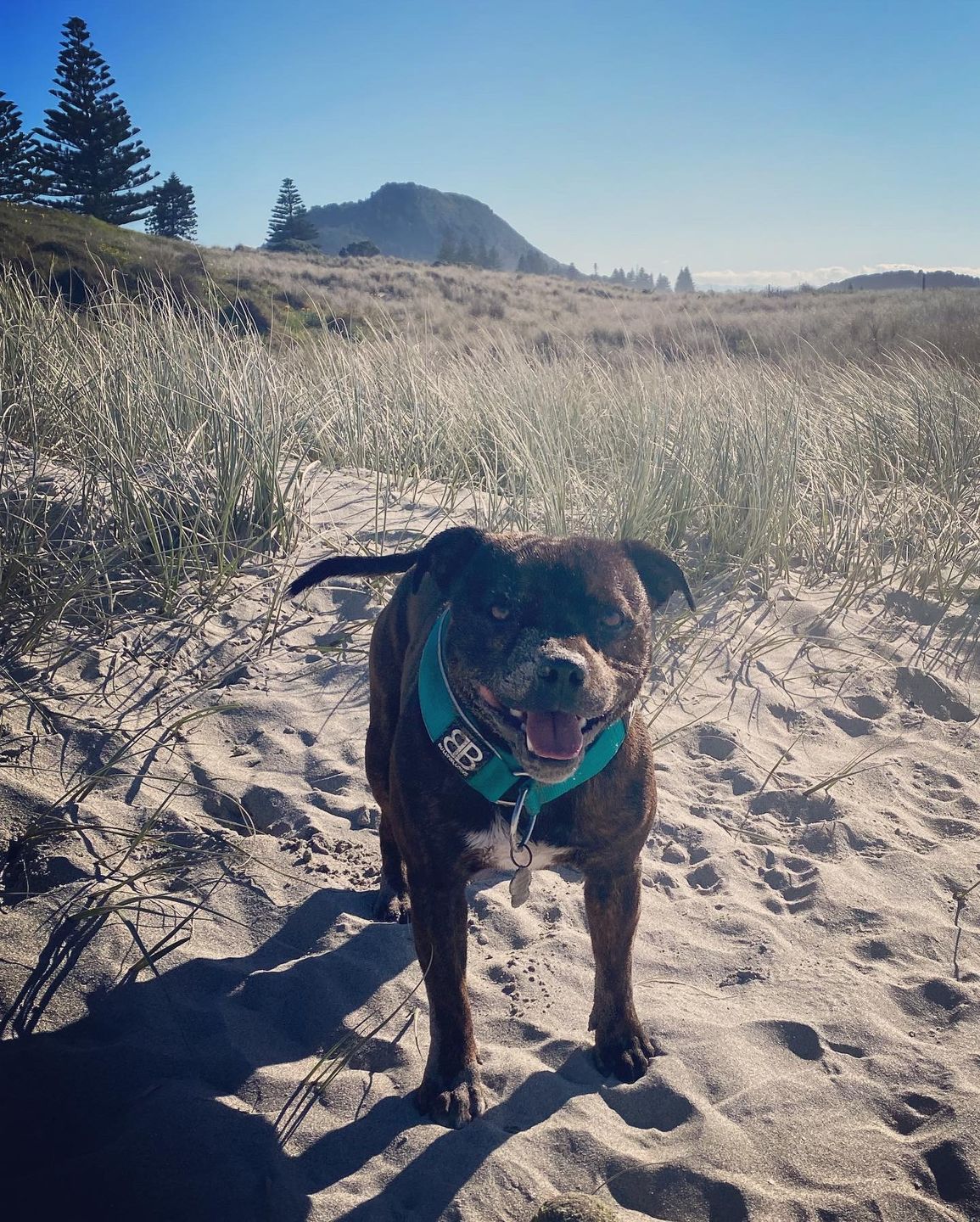 Customer photo review of 5cm RR Collar | Soft Padded & Reflective | Series 2 - Turquoise