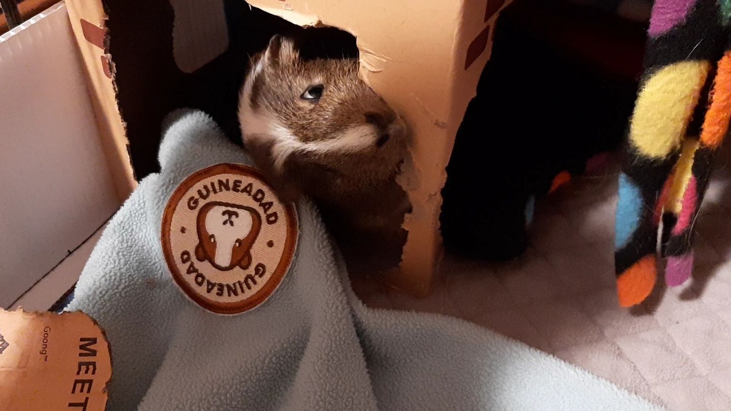 Customer photo review of GuineaDad Crunchy Condo - Pack of 3